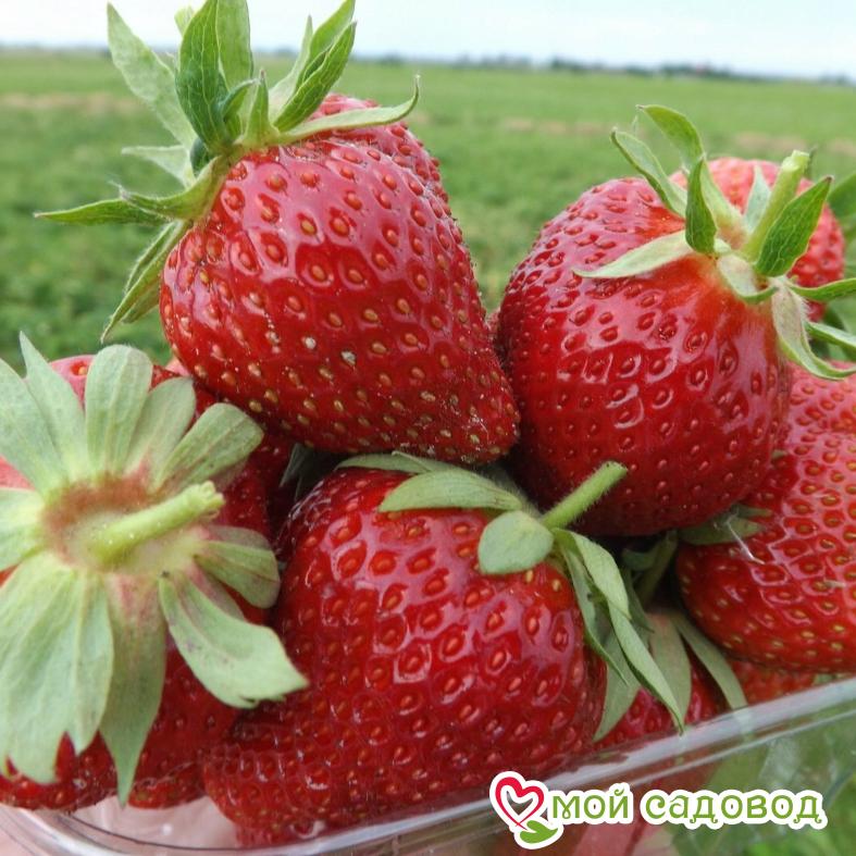 Клубника Портола