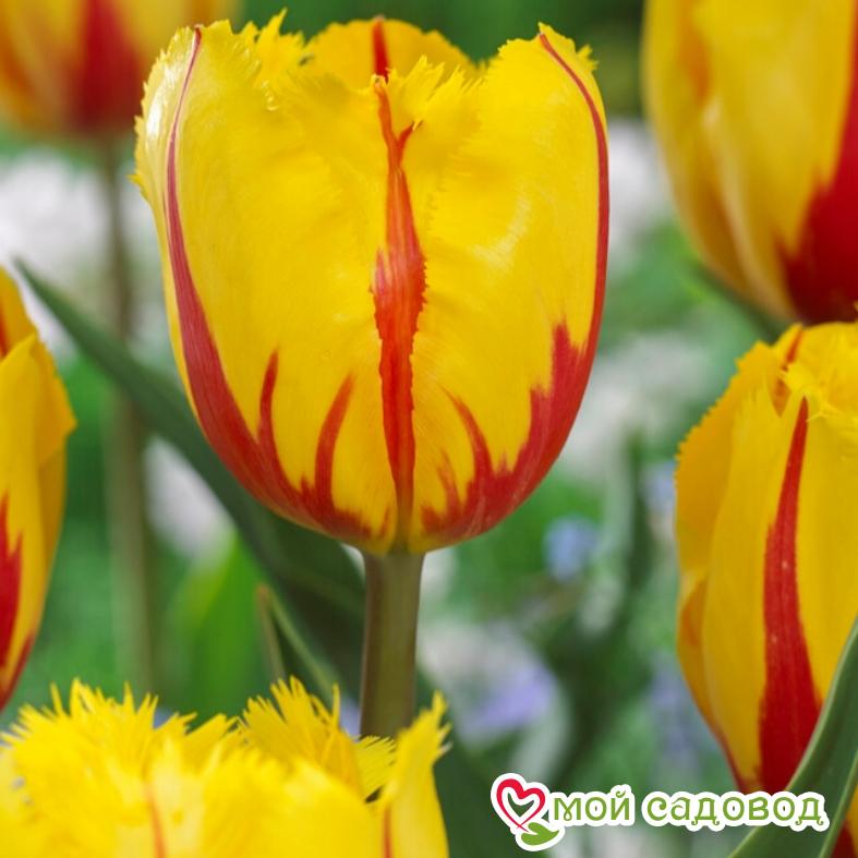 Тюльпан бахромчатый Фламенко