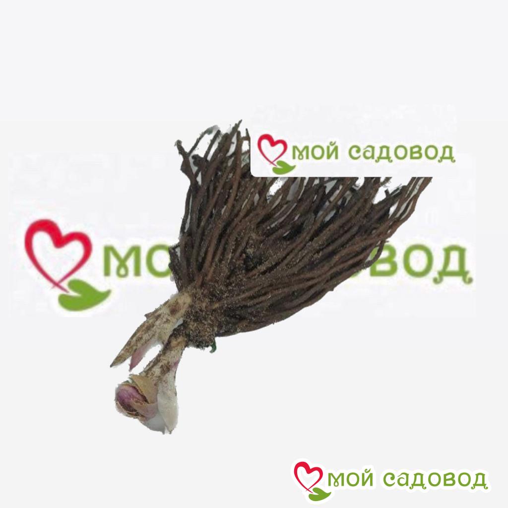 Хоста Сикрет Форест