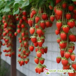 Клубника вьющаяся Комплимент